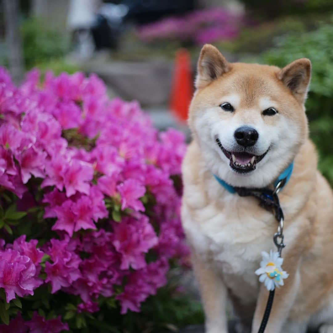 まる（まるたろう）さんのインスタグラム写真 - (まる（まるたろう）Instagram)「Be smiling on Monday✨🐶☺️✨おはまる〜！今週休みの人はおうちでしっかり休んで、お仕事の人は気をつけながら頑張ってきてね！ #まるはお散歩以外はステイホーム #ツツジは来年見においで #楽しみは最後に取っておく #stayhome  #月曜日は笑顔で頑張る日」5月4日 9時59分 - marutaro