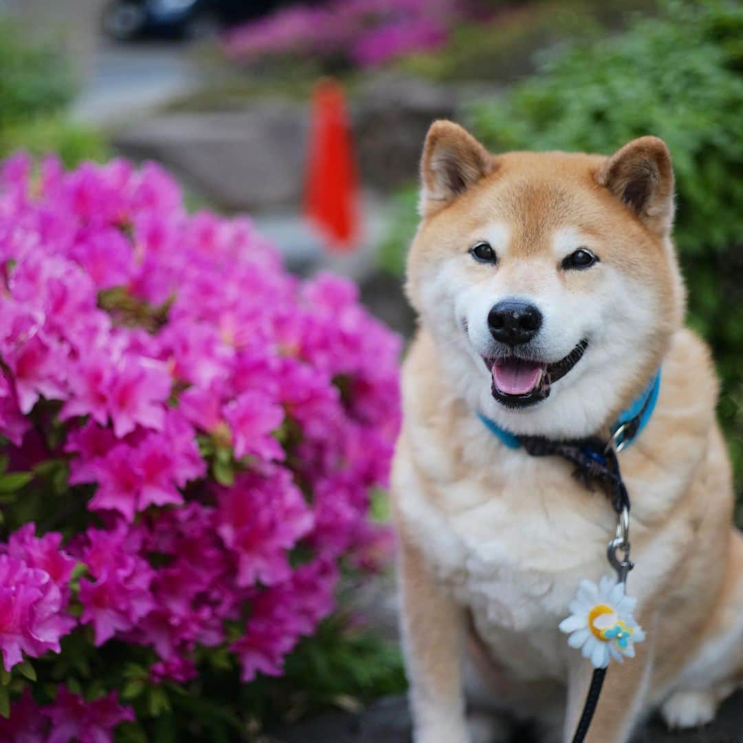 まる（まるたろう）さんのインスタグラム写真 - (まる（まるたろう）Instagram)「Be smiling on Monday✨🐶☺️✨おはまる〜！今週休みの人はおうちでしっかり休んで、お仕事の人は気をつけながら頑張ってきてね！ #まるはお散歩以外はステイホーム #ツツジは来年見においで #楽しみは最後に取っておく #stayhome  #月曜日は笑顔で頑張る日」5月4日 9時59分 - marutaro