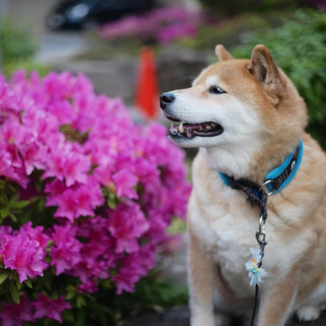 まる（まるたろう）さんのインスタグラム写真 - (まる（まるたろう）Instagram)「Be smiling on Monday✨🐶☺️✨おはまる〜！今週休みの人はおうちでしっかり休んで、お仕事の人は気をつけながら頑張ってきてね！ #まるはお散歩以外はステイホーム #ツツジは来年見においで #楽しみは最後に取っておく #stayhome  #月曜日は笑顔で頑張る日」5月4日 9時59分 - marutaro