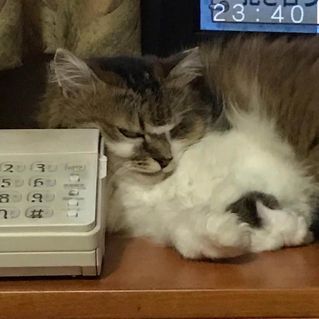 岩政久美子のインスタグラム：「実家の猫トラちゃんは、自宅待機が苦手な子。 母に大丈夫か連絡したら、この写真が届きました🐱 …極悪な顔に見えるのは私だけだろうか？  #任侠猫 #自宅待機が苦手でよく脱走する」