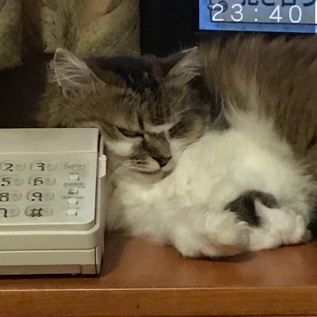 岩政久美子のインスタグラム：「実家の猫トラちゃんは、自宅待機が苦手な子。 母に大丈夫か連絡したら、この写真が届きました🐱 …極悪な顔に見えるのは私だけだろうか？  #任侠猫 #自宅待機が苦手でよく脱走する」