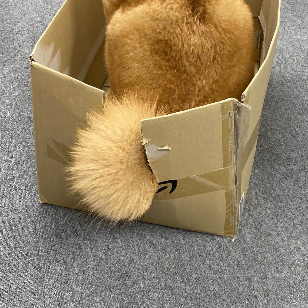 まる（まるたろう）さんのインスタグラム写真 - (まる（まるたろう）Instagram)「Could you confirm this order please?✨🐶🚚✨マルゾンでございま〜す！テレワークのお供にいかがですか？ #毎日食べるお肉はお客様でご用意ください #マルゾン #maruzon #stayhome」5月4日 19時37分 - marutaro