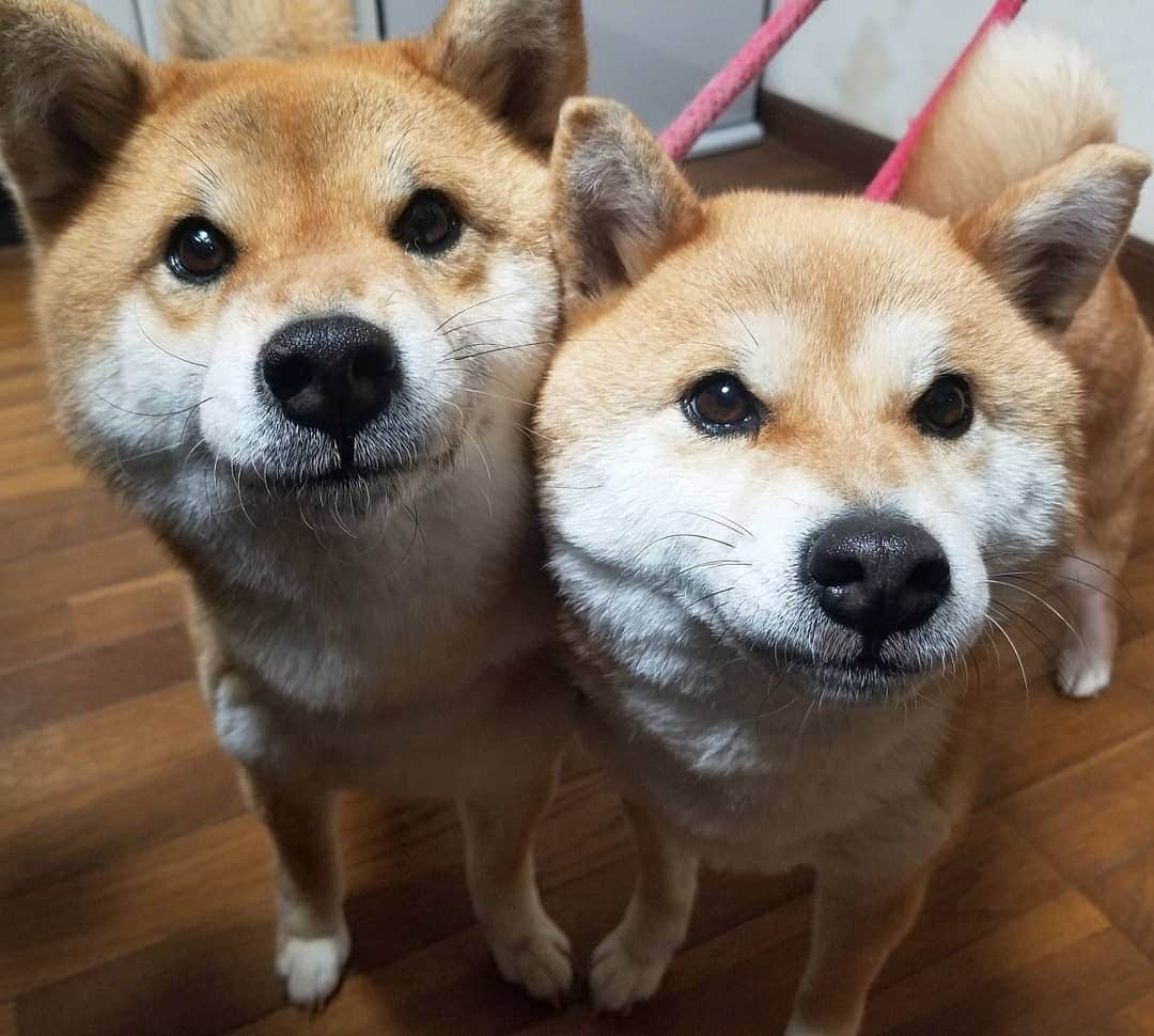 柴犬たま Shibainu Tamaのインスタグラム