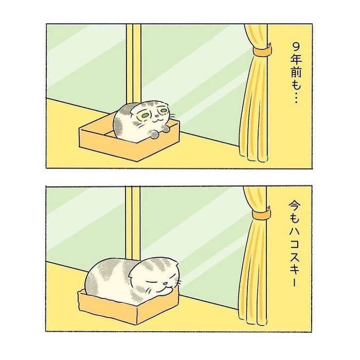 Shishi-maruさんのインスタグラム写真 - (Shishi-maruInstagram)「🐱ねこのきもちWEBMAGAZINE にて、猫エッセイが更新されました。今回はししまるの今昔のお話です。アプリ版もありますので是非。﻿ お楽しみください。﻿ ﻿ 【渋ネコししまるさん】#45﻿ ｜ねこのきもちWEB MAGAZINE﻿ ﻿ https://cat.benesse.ne.jp/lovecat/content/?id=69706﻿ ﻿ 🐱My essay about Shishi-maru is serialized in a weekly magazine:)﻿ ﻿ ーーーーーーーーーーーーー﻿ 🌺「渋ネコ ししまるさん」ねこのきもちWEB MAGAZINE にて毎週金曜日エッセイの連載中﻿ ーーーーーーーーーーー﻿ 📕「ぷっちねこ。」「3匹のちいさな猫を召喚できたなら」「ちいさな猫を召喚できたなら」徳間書店より単行本発売中﻿ ーーーーーーーーーーー﻿ ⭐︎ねこ漫画→@tacos_cat﻿ 🌺Twitter →@taco_emonemon﻿ ーーーーーーーーーーー」5月4日 12時49分 - emonemon