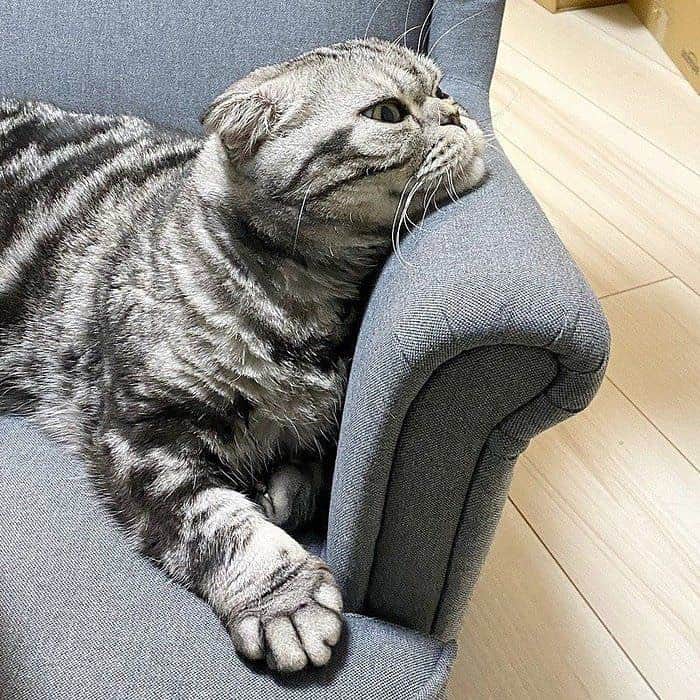 Shishi-maruのインスタグラム：「🐱ねこのきもちWEBMAGAZINE にて、猫エッセイが更新されました。今回はししまるの今昔のお話です。アプリ版もありますので是非。﻿ お楽しみください。﻿ ﻿ 【渋ネコししまるさん】#45﻿ ｜ねこのきもちWEB MAGAZINE﻿ ﻿ https://cat.benesse.ne.jp/lovecat/content/?id=69706﻿ ﻿ 🐱My essay about Shishi-maru is serialized in a weekly magazine:)﻿ ﻿ ーーーーーーーーーーーーー﻿ 🌺「渋ネコ ししまるさん」ねこのきもちWEB MAGAZINE にて毎週金曜日エッセイの連載中﻿ ーーーーーーーーーーー﻿ 📕「ぷっちねこ。」「3匹のちいさな猫を召喚できたなら」「ちいさな猫を召喚できたなら」徳間書店より単行本発売中﻿ ーーーーーーーーーーー﻿ ⭐︎ねこ漫画→@tacos_cat﻿ 🌺Twitter →@taco_emonemon﻿ ーーーーーーーーーーー」