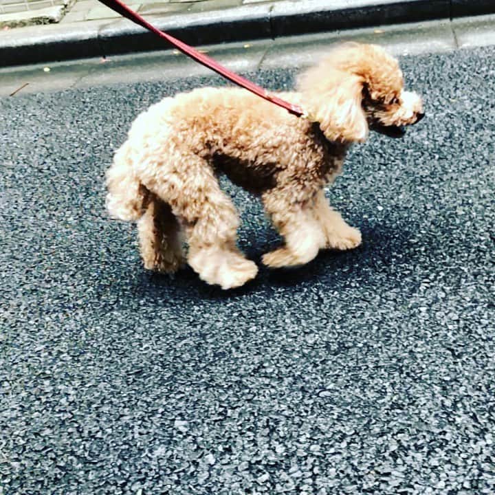 川坂勇太のインスタグラム：「雨上がりにくせげと。  #横から見るとちょっと野性味がある #スロー撮影  #犬 #トイプードル #散歩 #くせげ #dog #poodle #tokyo」
