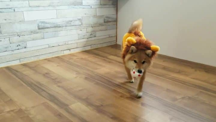 柴犬たま Shibainu Tamaのインスタグラム