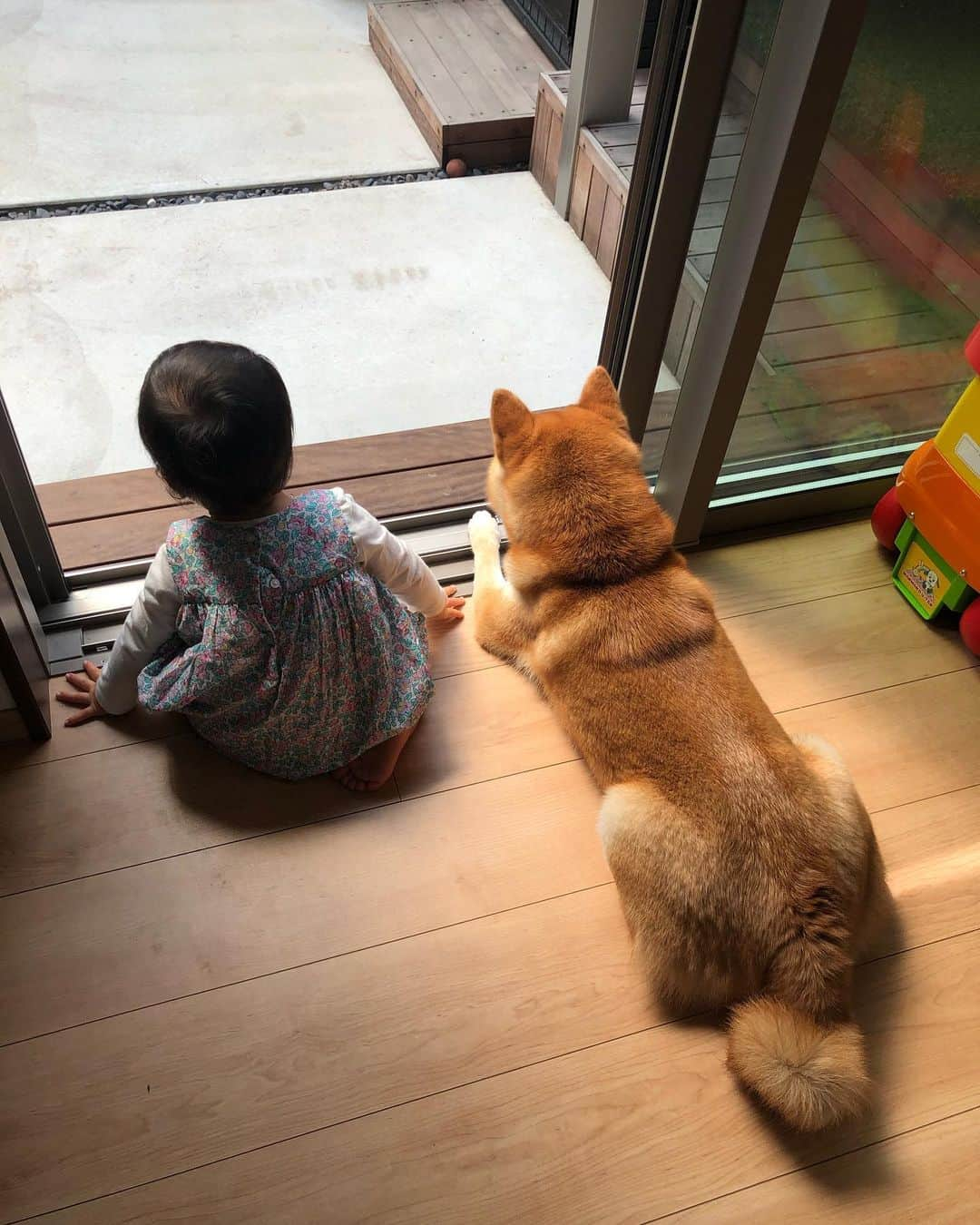 舞名里音さんのインスタグラム写真 - (舞名里音Instagram)「昨日の続きが ありまして、、、。 下に降りることに チャレンジするメイちゃんと 、、、 見守るじゃじゃ兄、、。 無事で良かったね(o˘◡˘o)ホッ  #つづき #じゃじゃまるとメイ  #子守り犬 #柴犬 #じゃじゃまる  #兄ちゃん #兄妹 #いつもありがとう #子供と犬 #犬と子供 #犬のいる暮らし #犬のいる生活 #今日も素敵な一日を」5月4日 12時51分 - maina_rion