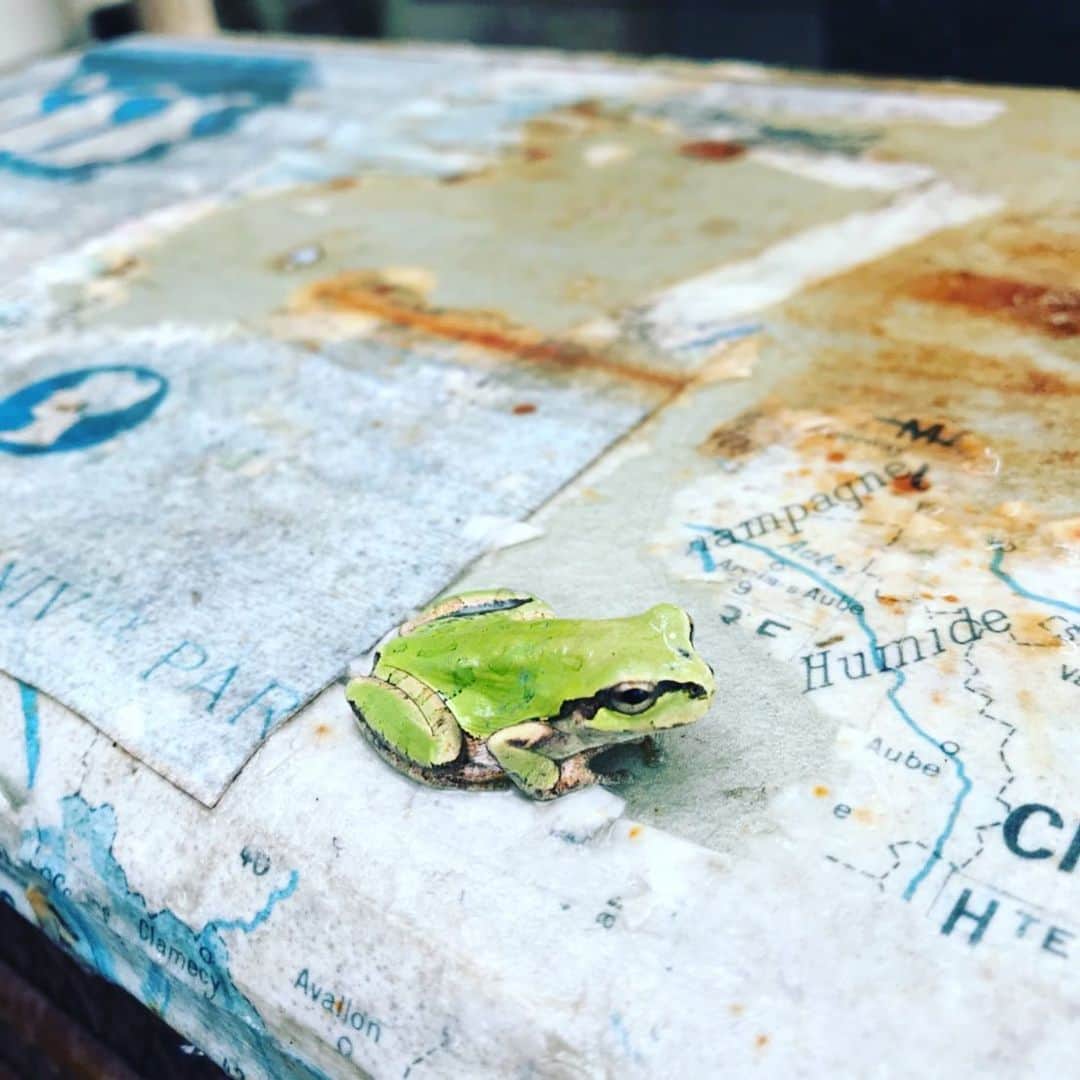 のインスタグラム：「お久しぶり🐸でございます」