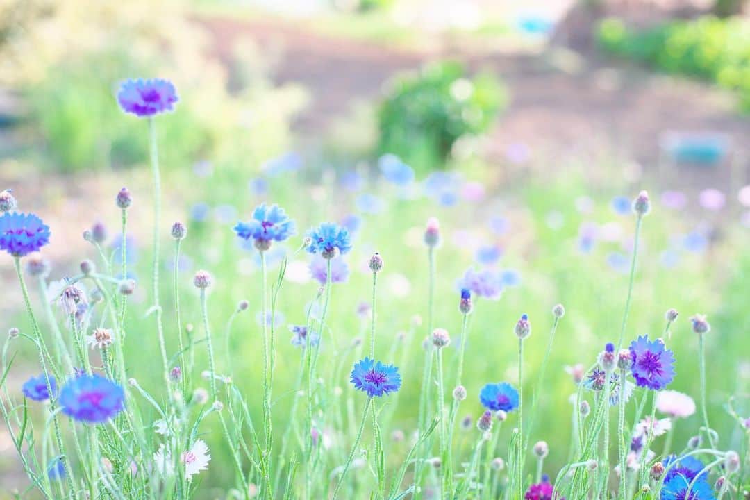 kiccyomuのインスタグラム：「☔️☁️ 2020.05.04 Mon 近くの公園に… 咲いていた #矢車菊 😊 昭和記念公園みたいにたくさんではないけど… 出逢いに感謝😊 #心に花を * Stay home 🏡 週間💐 #一日も早く平穏な日が訪れますように 🙏 今日も元気に🤗 今日ものんびり☕️ * location #千葉 📷撮影 5月2日」