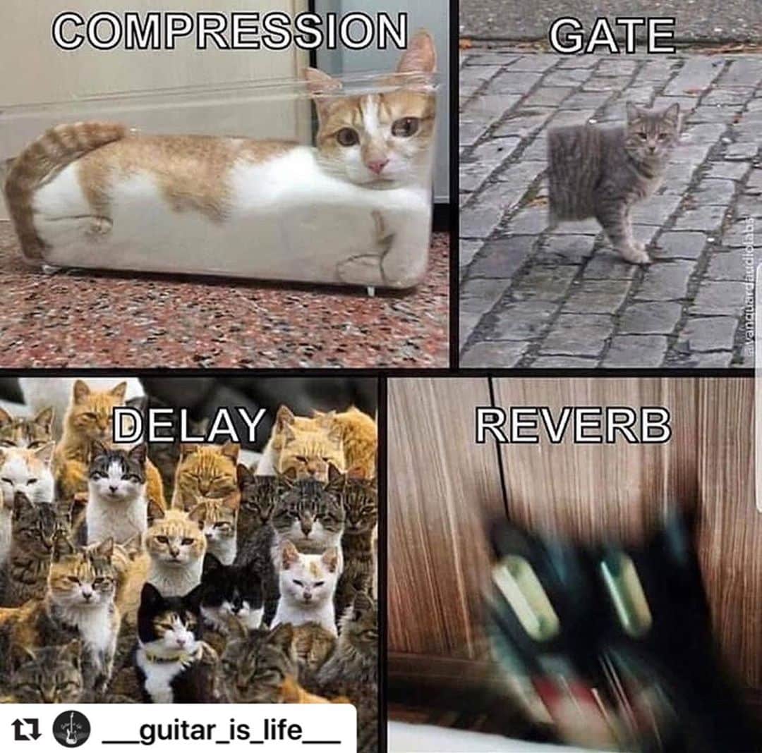 masasucksのインスタグラム：「あーすぅー🤘🏻🤘🏻🤘🏻笑 ・ #サックマササク #Repost @___guitar_is_life___ with @make_repost ・・・ What is your favorite pedal?😂🎸 Tag someone who can relate to this😂🎸 ➖➖➖➖➖➖➖➖➖ 🚨Follow @___guitar_is_life___ for more great videos😉🎸 ➖➖➖➖➖➖➖➖➖ #talentedmusician #guitarcenter #guitarsdaily #pickupjazz #guitarriffs #guitarcovers #musicislove #riffwars #guitar #jazzguitarist #evhgear  #rockguitar #gibsonguitar #fenderguitar #guitarcovers #guitarlessons #takeonme #guitarlicks #guitarlovers #acousticguitar #musichumor #guitarriff #acousticmusic #guitarriff #guitars #guitarmeme #guitarmemesofficial」