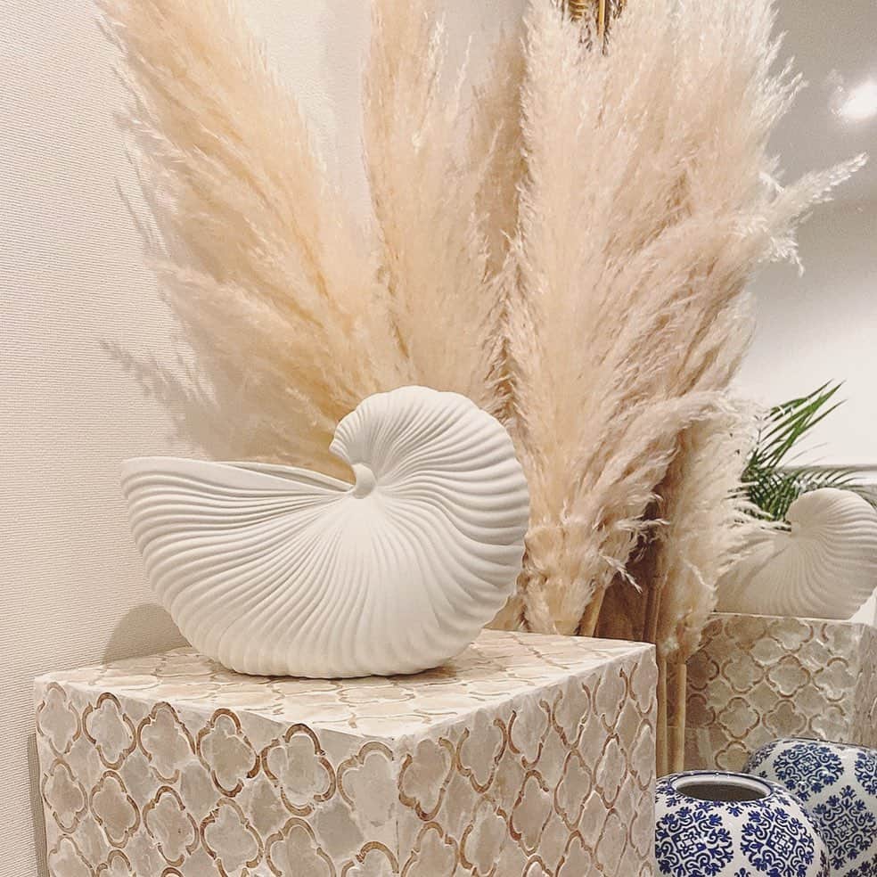 STELLAのインスタグラム：「🤔💭🐚」