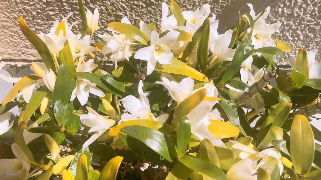 吉田仁人のインスタグラム：「ベランダにめちゃくちゃ可愛い天使がいました。﻿ ﻿ 数年前に当時携わってくれていたスタッフさんから頂いた鉢植え。﻿ ﻿ 今年のはじめに土を入れ替えてあげたら﻿ 綺麗な花を咲かせてくれました。﻿ ﻿ 癒されます。﻿ ﻿ #吉田仁人 #MILK  #StayHomeEbidan」
