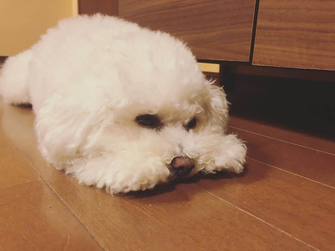 のインスタグラム：「こむぎも私も毎日こんな感じで生活してる🦥 ・ ・ #stayhome #コロナに負けるな #dog #bichonfrise #ビションフリーゼ #かわいい」