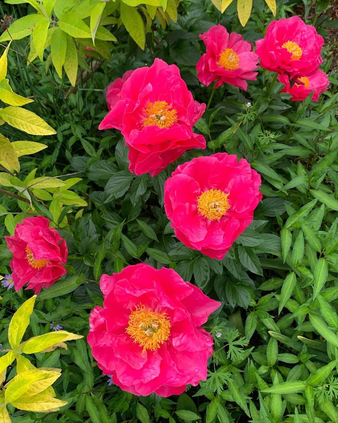 来夏さんのインスタグラム写真 - (来夏Instagram)「#💚 なかなかのショッキングピンクな 鮮やかな花をみつけた💐 今日はみどりの日🌿 自然にしたしむとともに その恩恵に感謝し 豊かな心をはぐくむ日 だそう✨ より感じれているこの頃🦋 #みどりの日 #感謝」5月4日 16時24分 - rairairaika