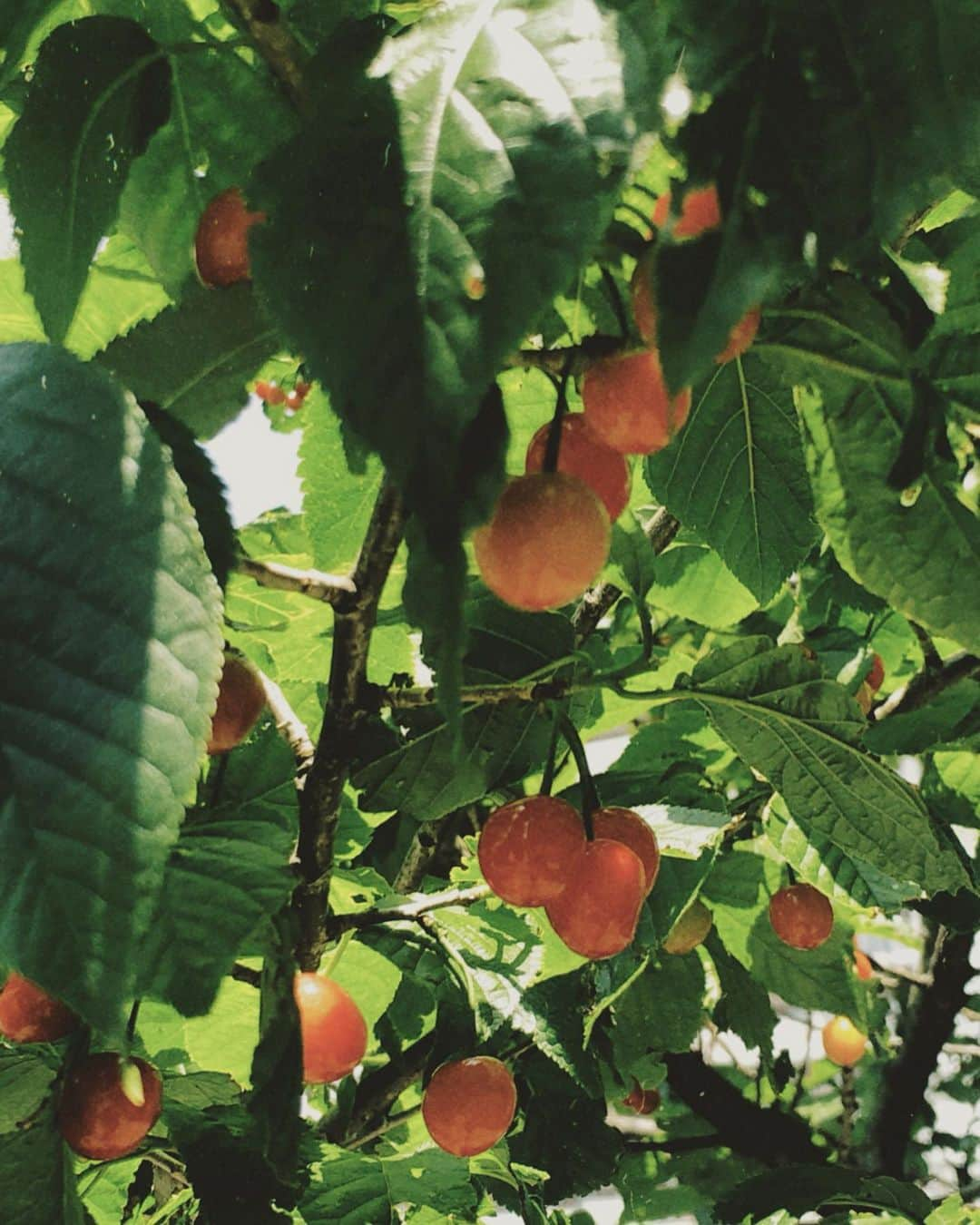 渡邉真梨奈さんのインスタグラム写真 - (渡邉真梨奈Instagram)「. 🍒🌳🌿🦋 #20200504 #みどりの日」5月4日 16時30分 - b_e_n_a_92