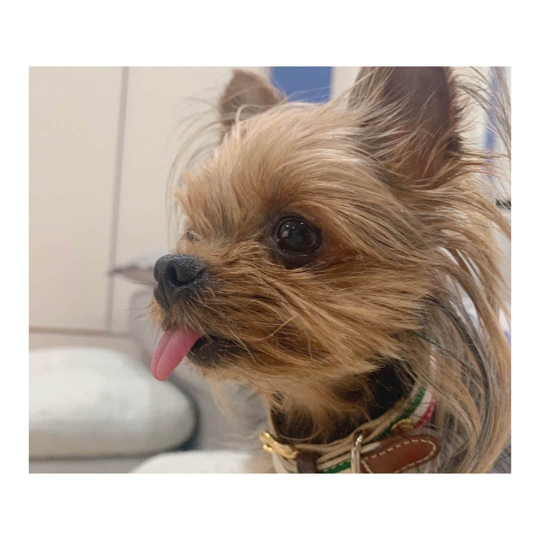 上村笑瑠のインスタグラム：「かわいいんよ、、🐶」