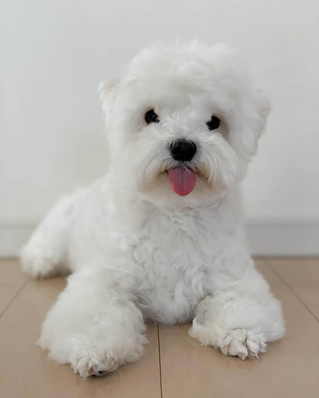 セロリのインスタグラム：「【まったり】 いろんないくらを見て、楽しんでます。 #maltese #マルチーズ #コロナに負けるな #おうちじかん #stayhome」