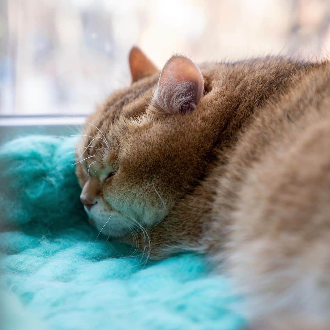 Hosicoさんのインスタグラム写真 - (HosicoInstagram)「That looks like a pretty good dream 🥐」5月4日 17時39分 - hosico_cat