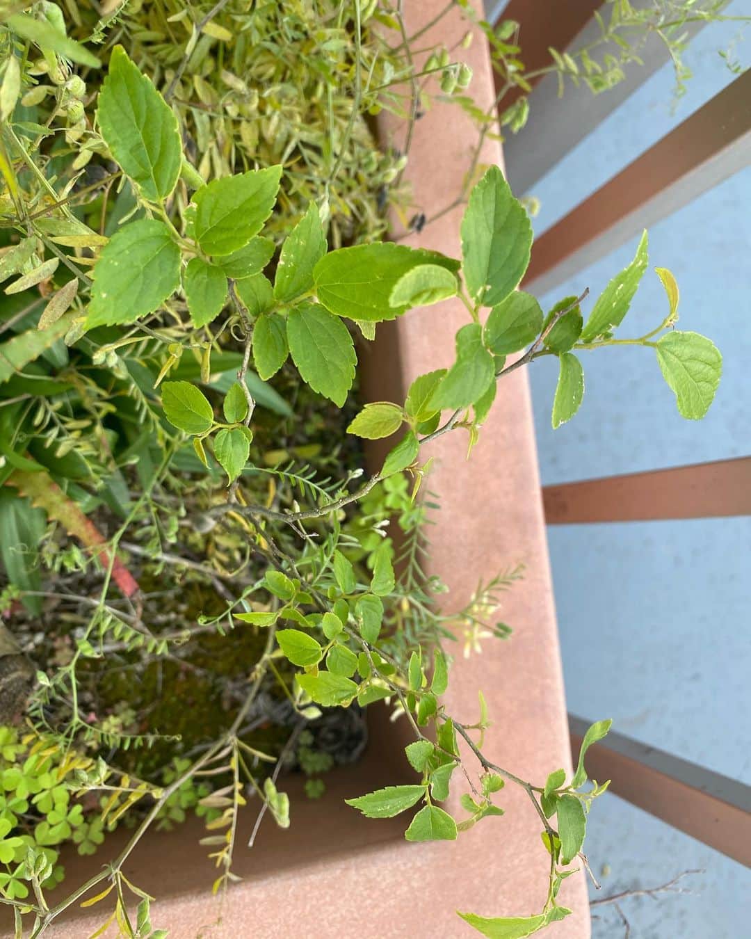 浅野忠信のインスタグラム：「この植物何かわかる方いますか？ 名前を教えて欲しいです！」
