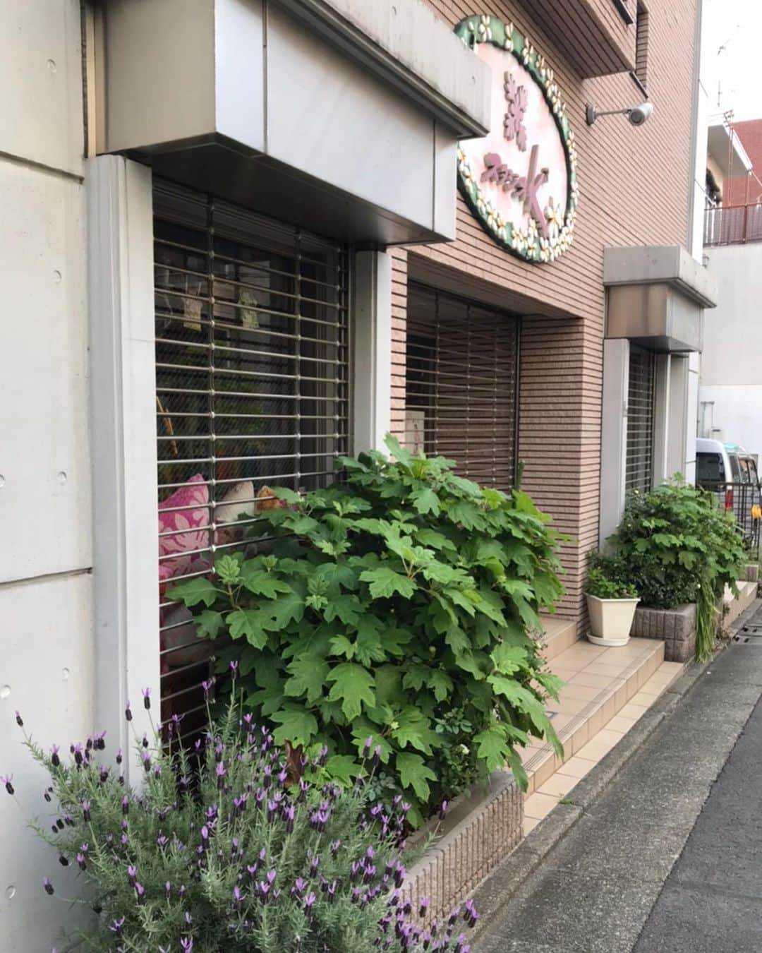 キャシー中島さんのインスタグラム写真 - (キャシー中島Instagram)「*﻿ さぁ今日も#ステイホーム です🏠﻿ ﻿ 毎朝、家の周りのお水やりをしています。﻿ 大きなバラが咲きました🌹﻿ お店の前のラベンダーや紫陽花にもたっぷりと水をあげました。﻿ ﻿ もう1ヶ月もお店を閉めています。﻿ あと1ヶ月も閉めなきゃいけないのですね…😭﻿ 銀座も横浜元町も名古屋もマナアイランドも全部閉めています。﻿ 御殿場のマムカフェは今工事中🚧﻿ お客様や生徒さん達の楽しそうな笑顔が早く見たいわ。﻿ その時のためにハワイの神話や歴史の本を読み返しています。﻿ レッスンがスタートした時にお話ししたくて、この時間が無駄にならないようにしないとね！﻿ この紫陽花が咲く頃にはみんなに会えるかな？﻿ ﻿ ﻿ 午前中はお天気が良かったのでハルコと水遊びです。﻿ ずーっと履いていなかった靴を室内ばきにしました👠今日も派手な私です。﻿ 家族以外は誰にも会わないけどもマーゴ達にとって可愛いバァバでいたいからね！﻿ お化粧だって頑張りますよ🙋‍♀️﻿ ﻿ 午後は#ハワイアンキルト をカットしました。✂️🌺 イリマ(ハワイの王様達がレイにするオレンジ色の花です)と﻿ ピンクのは月下美人。﻿ ウルの葉っぱとプルメリア。﻿ もう少しカットする予定です✂️﻿ ﻿ #キャシー中島#キャシーマム﻿ #kathynakajima#kathymom﻿ #quilt#キルト﻿ #patchworkquilt#hawaiianquilt﻿ #おうち時間﻿」5月4日 18時14分 - official_kathynakajima