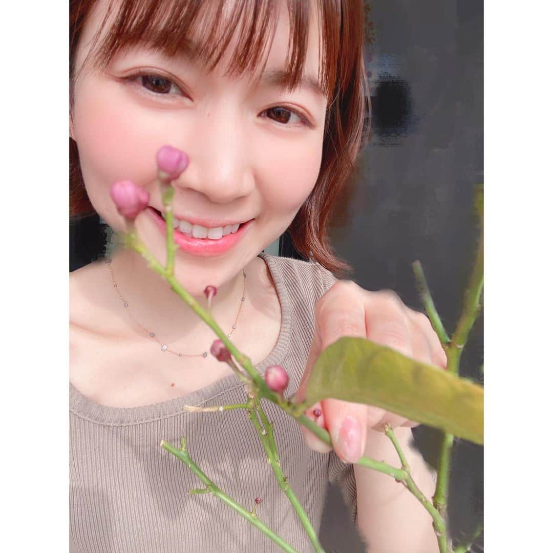 フジテレビアナウンサーのインスタグラム：「安宅くんに日常生活が想像できない人に選んでもらった竹内友佳です！  のんびーりマイペースな日々を送っております。その一部をちょこっとご紹介しますね🐢  3年前からレモンの木を育ててまして。ようやくこの冬、10個程美味しい実ができました🍋🥰😍☺️💓 嬉しすぎて黄色くなるのを待ち切れず、緑のうちに摘んでしまいました。笑 キレッキレの酸っぱさ！最高でした！ お料理に使ったり、お友達にあげたり、凍らせてレモンサワーにしたり大活躍！  れもたろうと名付けて毎日声をかけてました。今はその存在がなくて寂しい… でも！最後の写真はつい最近また新たにできたレモンの花の蕾🍋🌺 大きくな〜れ〜レモタロウ〜  次は、新人の時にサッカー番組で、最近ではプライムニュースでご一緒してお世話になっている渡辺カズさんに、マイブームを聞きたいです🙏  #竹内友佳 #フジテレビアナウンサー #フジアナむすび」