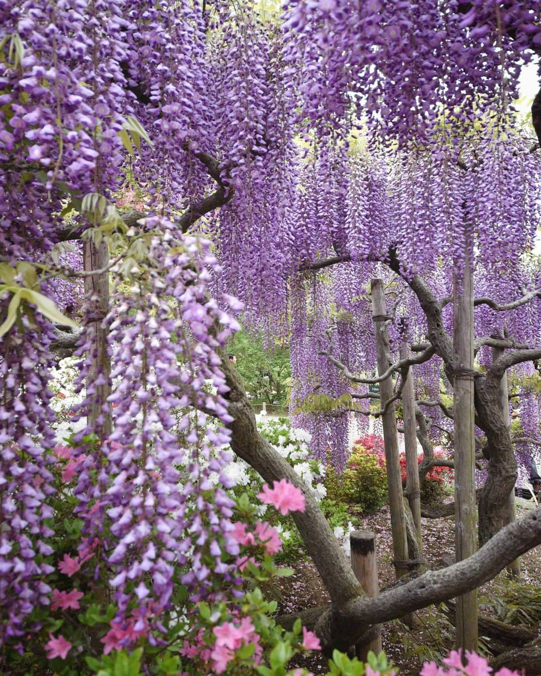 masayaさんのインスタグラム写真 - (masayaInstagram)「#あしかがフラワーパーク　 Ashikaga flower park 2018 #Wisteria  #藤 #花 #flowers」5月4日 18時44分 - moonlightice