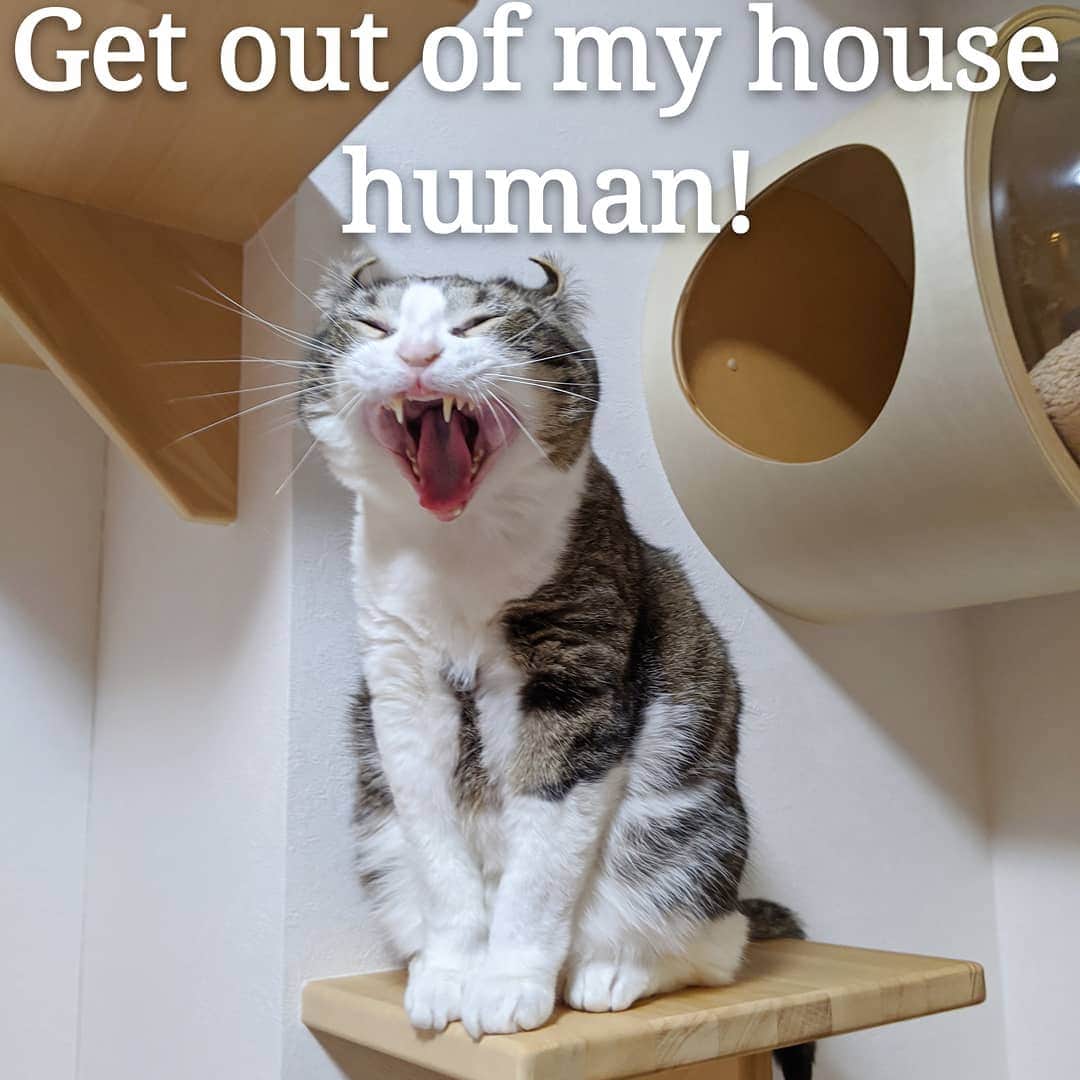 スノーのインスタグラム：「After human #stayhome for a month (Joking, it was just a yawn. See picture 2😅) • #自粛ある意味辛い(猫視点) • #meowed #catsofinstagram #cats_of_instagram #catstagram #catofinstagram #instagood #cat #cats #kucing #gato #chat #catloversclub #catlover #9gag #weeklyfluff #kedi #katze #kawaii #neko #instagramjapan #고양이 #кот #แมว #猫 #ふわもこ部 #ペコねこ部」