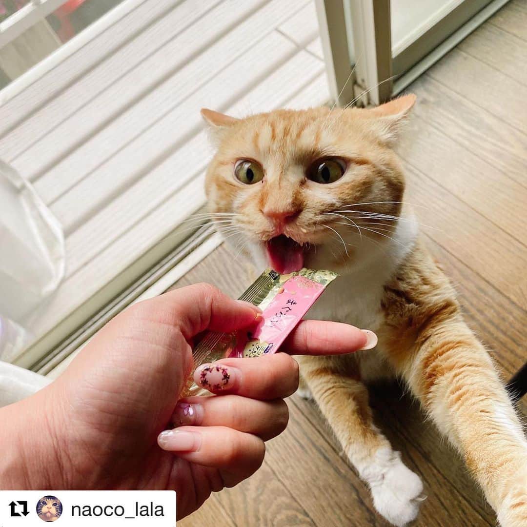 金巻ともこのインスタグラム