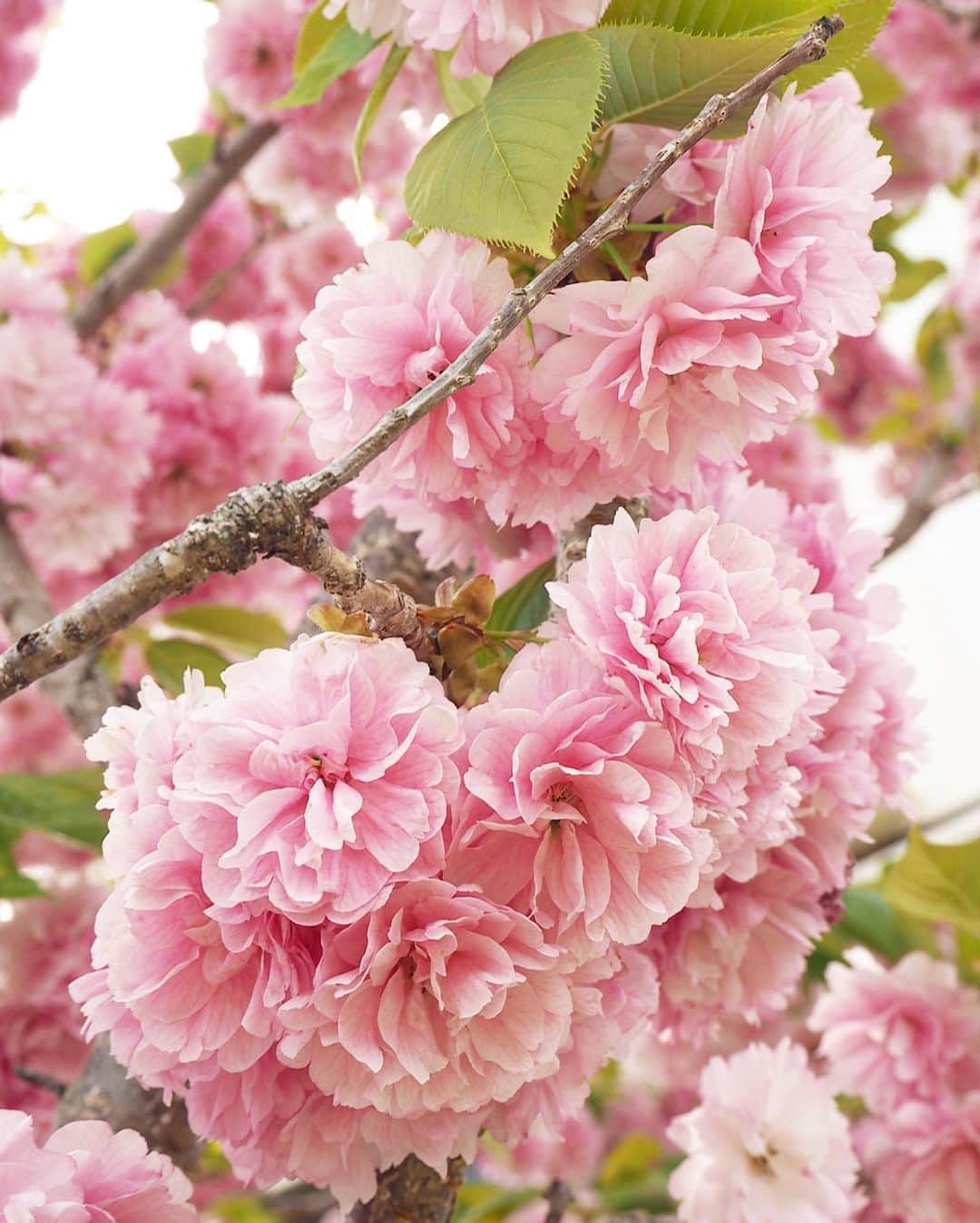 chiyo1173さんのインスタグラム写真 - (chiyo1173Instagram)「#outfitoftheday  人の集まる場所は避けてお散歩。 公園立ち寄ろうかとも思ったけど 公園は人がいっぱいだね… でも子ども達も発散する場がないもんね。 ・ ・ どこかのお宅の八重桜がまだ咲いてたよ🌸 遅咲きの品種なのかな… 思わぬ桜の発見に癒されました✨ ・ ・ そんなお散歩コーデ tops：#deuxiemeclasse #ドゥーズィエムクラス  skirt：#spicandspannoble #ノーブル shoes：#converse #コンバース 📷：#olympuspen #オリンパスペン ・ ・ ・ 2枚目以降、 お散歩コースの道端に咲いていたお花を いろいろ撮ってみました。 ・ ・」5月4日 19時20分 - chiyo1173