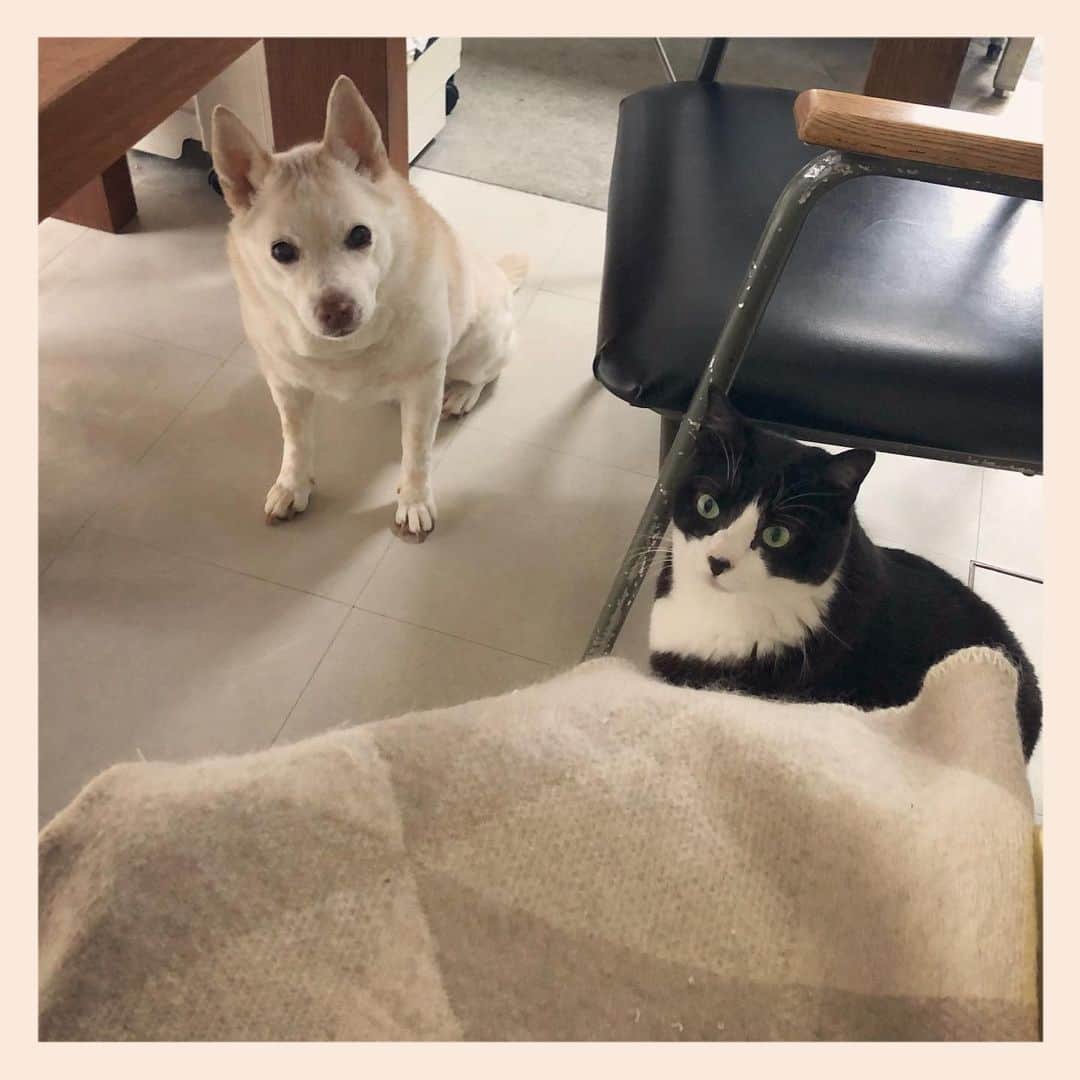パンといっぴきのインスタグラム：「#元保護犬 #雑種犬 #犬と猫 #元保護猫 #白黒猫 #ハチワレ #blackandwhitecat #crossbreed #tuxedocat #mixdog #catanddog」