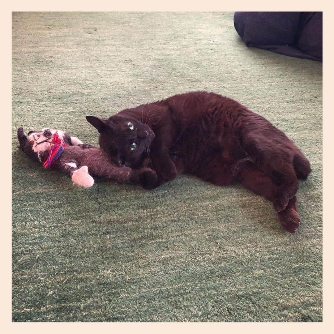 パンといっぴきのインスタグラム：「#元野良猫 #黒猫 #blackcat」