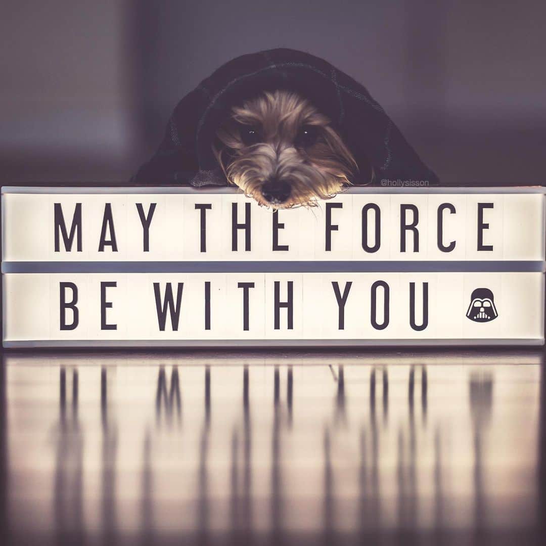 Holly Sissonさんのインスタグラム写真 - (Holly SissonInstagram)「Happy #starwarsday!  #starwars #maythe4thbewithyou #maytheforcebewithyou #Toronto #Havanese ~ See more of Oliver, and Alice & Finnegan, on their pet account @pitterpatterfurryfeet ~ Canon 1D X MKII + 85 f1.2L II @ f1.2 (See my bio for full camera equipment information plus info on how I process my images. 😊)」5月4日 22時06分 - hollysisson