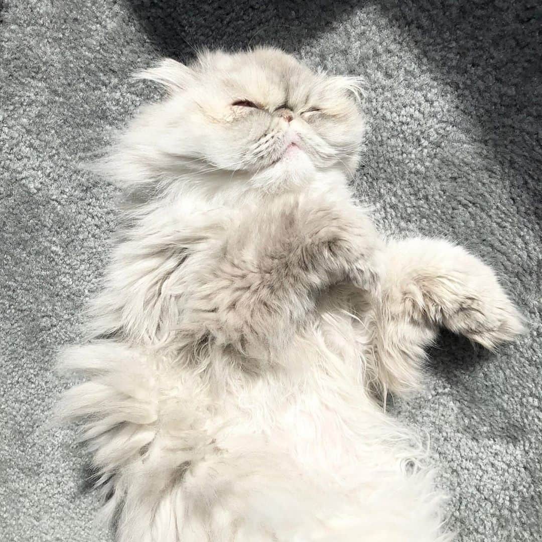 CatStockerのインスタグラム：「Hello! #catstocker is here!  Follow our FURRriend @ari.berry.mari  Scroll right for more pictures 👉 . . . . . . . #cat #neko #mačka #chat #kočka #котка #kotek #kot #кіт #mače #кошка #кот #katze #gato #gatto #kissa #kattunge #猫 #고양이 #貓 #kedi #köttur #kissanpentu #חתול #кішка #kedicik #кошеня #gattino #子猫」