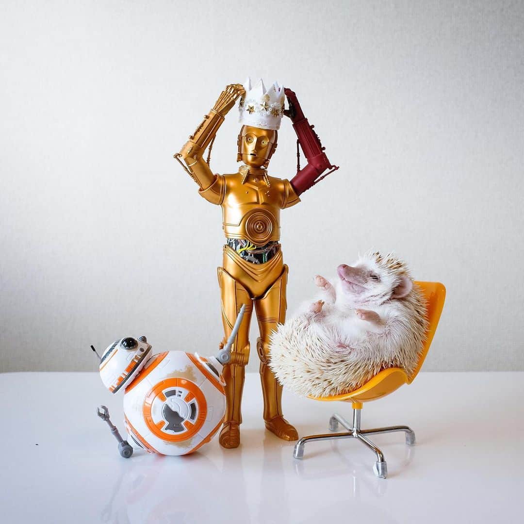 ダーシーのインスタグラム：「May the 4th be with you! The story of my little Jedi Knights🦔🦔🦔」