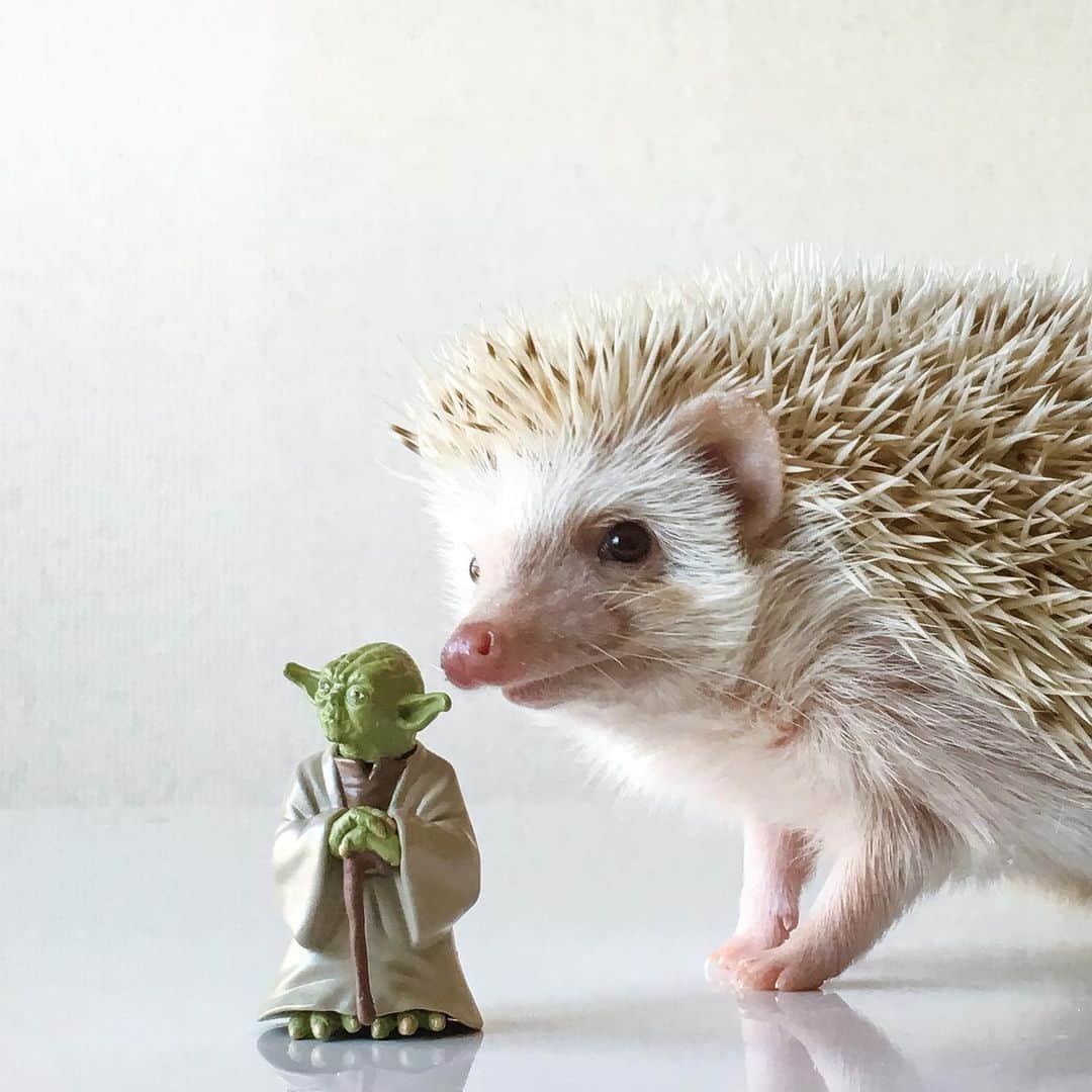 ダーシーさんのインスタグラム写真 - (ダーシーInstagram)「May the 4th be with you! The story of my little Jedi Knights🦔🦔🦔」5月4日 22時38分 - darcytheflyinghedgehog