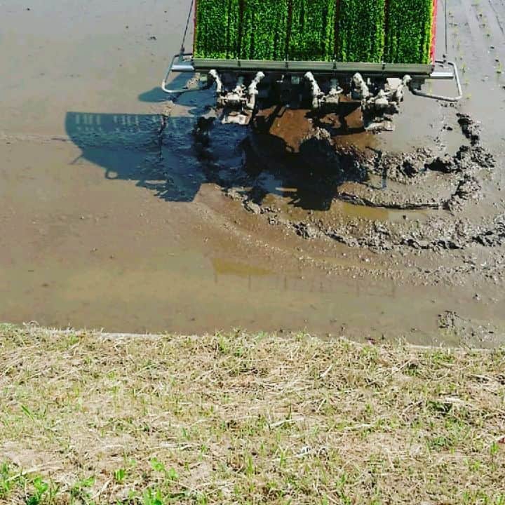 杉田芳尚のインスタグラム：「・ ・  2020年の #田植え 終了。  ９月頭には刈り取れるので、これからの４ヶ月、大事に育てましょう🎵  ちなみに、機械が株を取りきれずに抜けている所は、 #手植え します！  足を取られまくる泥の中を昔の様に歩いて植え直すのです。  #コシヒカリ #DJが作る米 #手植えは中腰 #終わったら腰にくるのです💦 #病気にならずに育ってね」