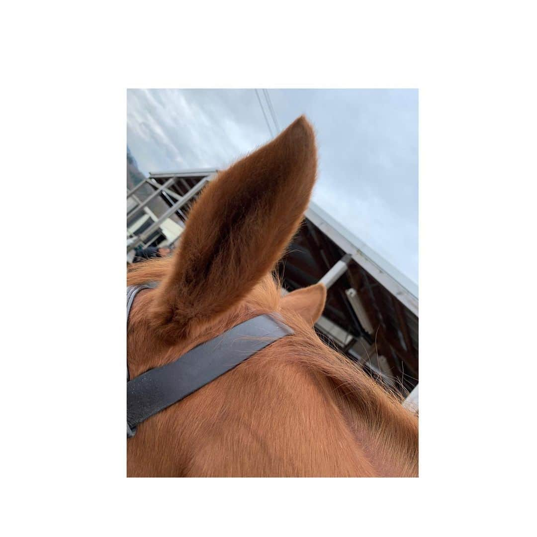 森田遥さんのインスタグラム写真 - (森田遥Instagram)「今年オフの時の乗馬🐴 やっぱり競馬も好きやけど乗ったり触れ合ったりする方が好きかなぁ。でも一線で戦ってる子はカッコええなぁ。でも見るより乗りたいなぁ。でも競走馬にいつか乗ってみたいなぁ。無理かぁ。🦄 #要するに最高  #お馬さん最高 #走るときだけ馬になりたい #ritmo #ライディングクラブ  #リトモ #いつも優しく教えてくださりありがとうございます #🤎」5月4日 23時01分 - moritaharuka5588