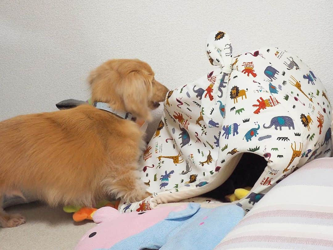 Sora Momoさんのインスタグラム写真 - (Sora MomoInstagram)「三角ハウスとそらともも🐶🐾🐶 ☺︎ そら出て来て遊ぼうよってももが誘っても出てこないそら この骨型枕はそらがパピーの時から愛用している枕です🦴 ☺︎ いつも追いかけっこでももが飛び込むハウス そらがもも出て来て〜って飛びかかってペッチャンコになっちゃいます😅 こんなにペッチャンコにしたらももが出て来れないやん😓 ☺︎ でも本来はベッドなので 時々2人とも入って寝ています ここ数日急に気温が上がって そらがこのベッドに入って涼むようになりました😊 ☺︎ #ハウス型ベッド#上から飛びかかって#ペッチャンコ#飛び込むももと#飛び掛かるそら#2人のせいで#何個もボロボロに#2人の愛用品 #仲良し#そらともも #ダックス#ミニチュアダックス#ダックス多頭飼い  #dachshund #miniaturedachshund」5月4日 22時55分 - teratera_sorapu_