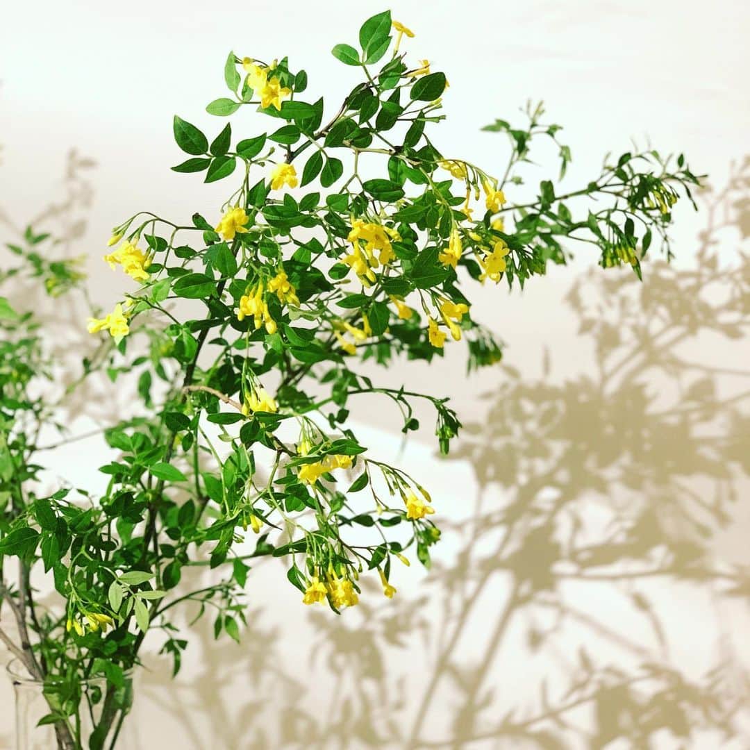 宮瀬茉祐子のインスタグラム：「今週のお花。 . .  #ソケイ #jasmine  #stayhome  #おうち時間」