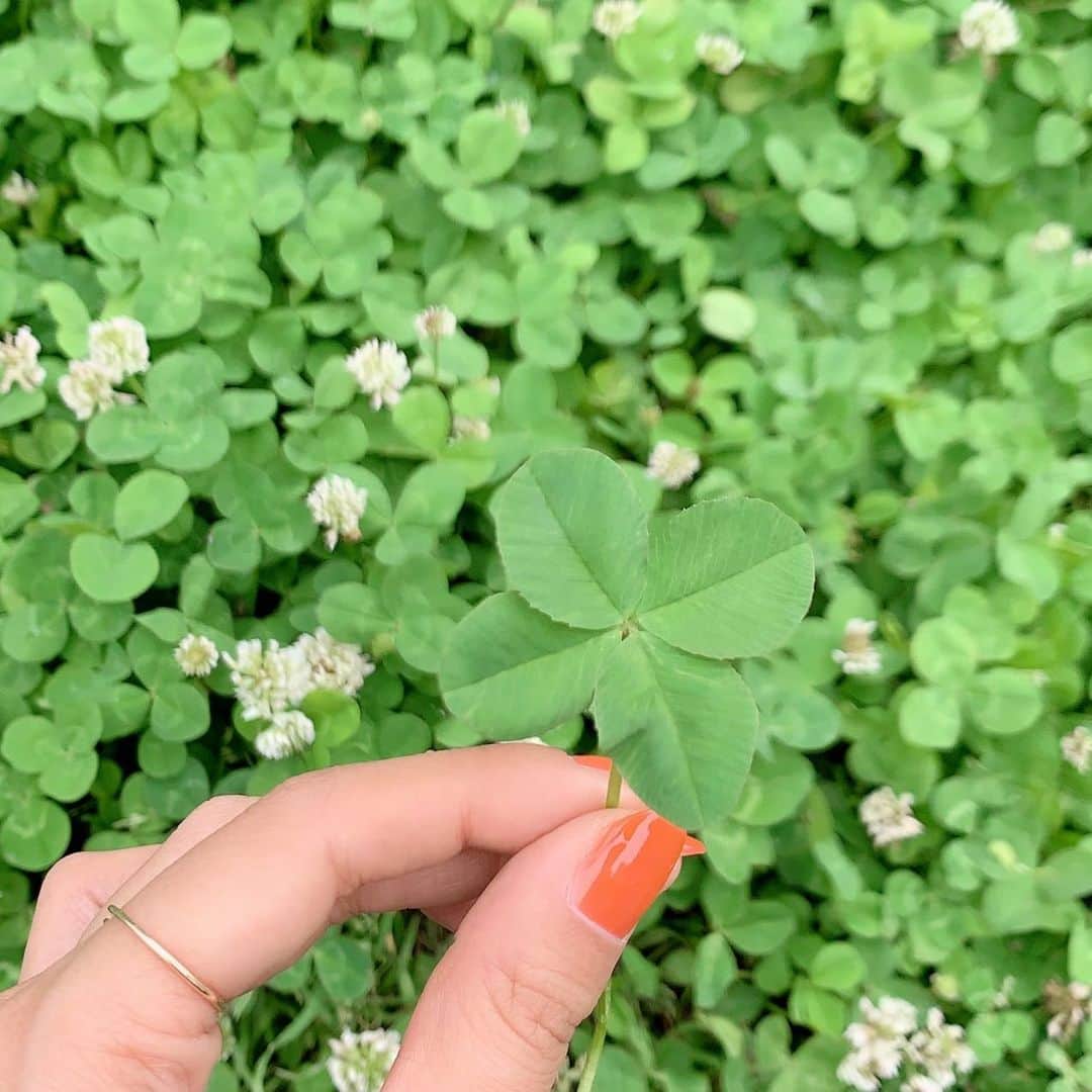 Sayakaのインスタグラム：「* 今日はみどりの日🍀🌿🍃 . 皆さまに幸せが訪れ、 心も体も健やかな日々を送ることができますように🙏✨ . . #flowers #clover #クローバー #四つ葉のクローバー #🍀」