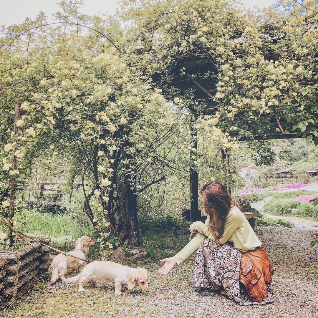 鈴木絢子さんのインスタグラム写真 - (鈴木絢子Instagram)「・ ・ 【つるバラ🌼トンネル】 犬の散歩で見かけた#つるバラ 🌼 いまが満開の時期のようです🤗 ・ つるバラに#アンティークリング 、、 この組み合わせもまた最高です😍✨ ・ 自粛期間は延びましたが、 そのぶん犬たちと過ごす時間も増えて。 貴重な時間を楽しみながら有効活用したいと思います😊 ・ ・ ・ #リーズナブルで高品質 #ジュエリーデザイナー #ツノジュエリー #ジュエリーコーディネーター #美容家 #美肌ジュエリー #開運ジュエリー #運気アップ #春のジュエリー #大人ジュエリー  #セクシージュエリー #バケットダイヤ #楽天1位 #ミニチュアダックス #親子犬 #country #jewelry #tsunojewelry #diamond #💎」5月5日 0時15分 - ayako_suzuki810