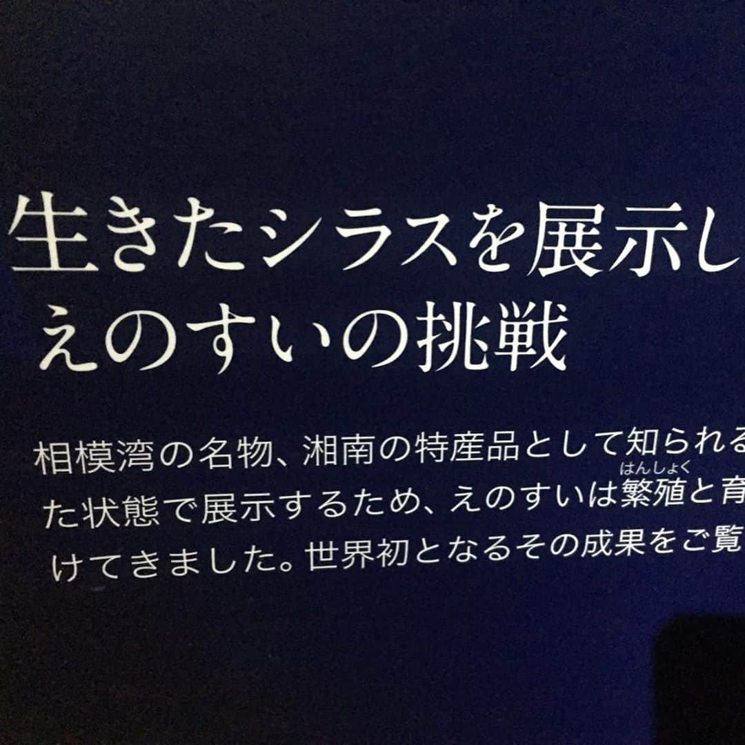 トロたんさんのインスタグラム写真 - (トロたんInstagram)「トロと旅するIN神奈川 江ノ島(˘ω˘) 今年は1月1日の元旦にお邪魔した江ノ島〜初日の出リベンジしたいなぁ 全国色々なイルカショー観てきてるけど、江ノ島水族館のイルカショーは 1番好きかもしれない #トロたんと旅する #神奈川 #神奈川県 #神奈川観光 #江ノ島 #江ノ島水族館 #クラゲ #海 #水族館 #片瀬江ノ島 #Sea #しらす丼  #tbt  #旅スタグラム #旅行 #旅行好き女子 #観光 #たびすたぐらむ  #Japanese #japanesegirl  #selfie #Japan #Japantrip #Japantravel #animal #女子旅  #旅 #trip #travel #photo」5月5日 0時29分 - torotan_tan