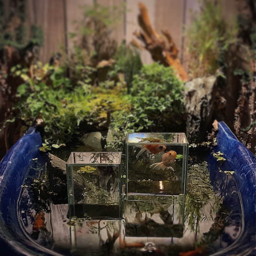 伊勢谷友介さんのインスタグラム写真 - (伊勢谷友介Instagram)「金魚アパートほぼ満室。 だいぶ気にいったようです。 #睡蓮鉢  #金魚 #goldenfish  #お家時間 #おうちじかん」5月5日 0時45分 - iseya_yusuke