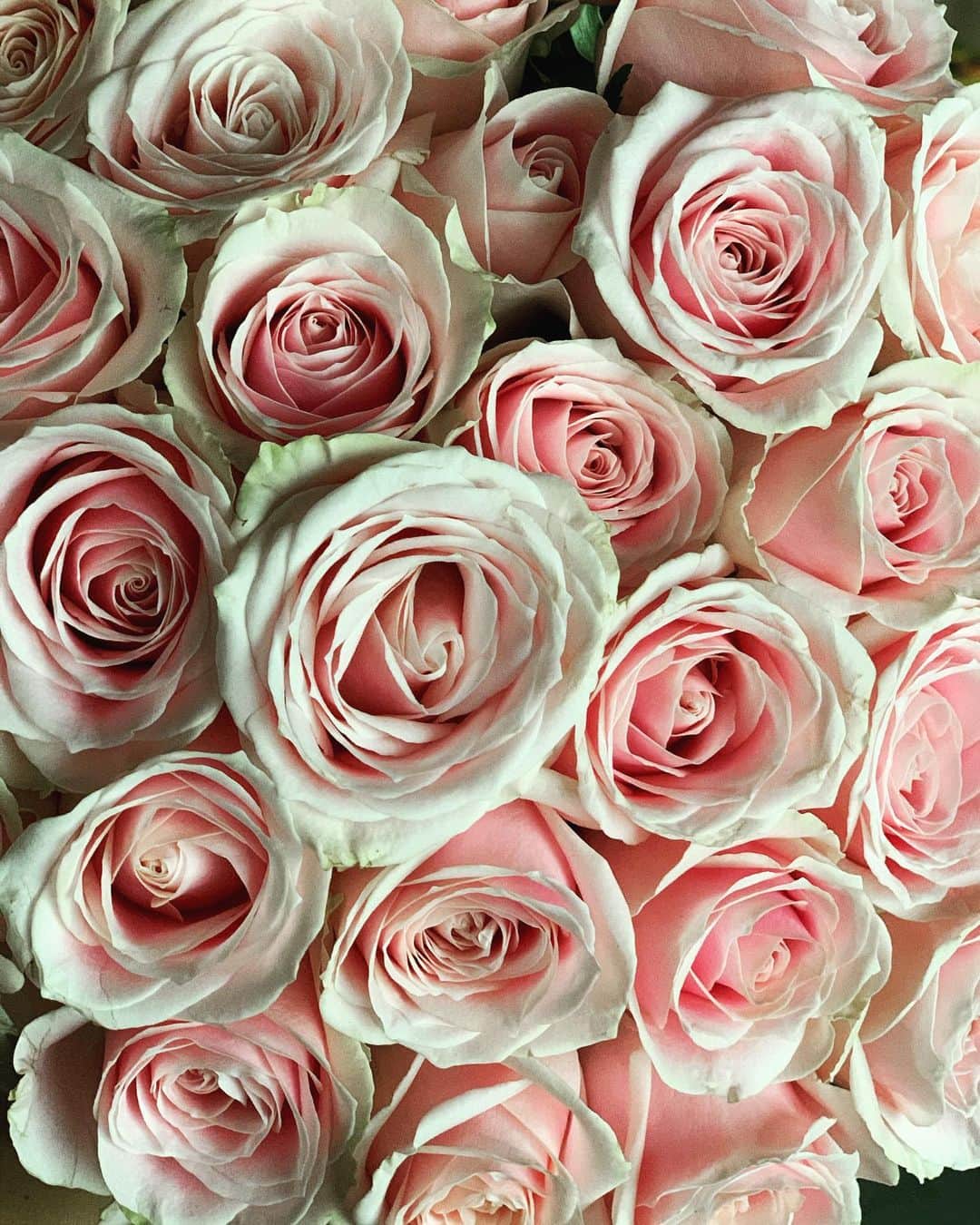 福本幸子さんのインスタグラム写真 - (福本幸子Instagram)「The older we get, the more #roses we get 🌹 Thank you @willtrubridge #birthday #0503 歳を重ねれば重ねるほど#薔薇 の本数が増えると思うと、歳重ねるのも悪くないよね。」5月5日 1時43分 - okinawajudy
