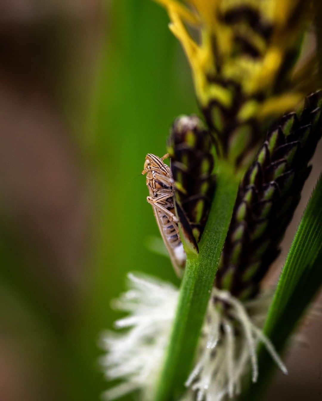 アンジー・ペインさんのインスタグラム写真 - (アンジー・ペインInstagram)「10x10 #3 / Grass & bugs emerge from hiding / Turns out the 10x10 project is a difficult one. It’s easy to choose a plot and start shooting, but it’s far more challenging to walk away with a collection of photos I’m genuinely happy with. On this day, I compounded the difficulty by forgetting to bring one of the lenses I love (my 100mm macro) and adding a new flash setup into the mix, leaving me with fewer familiar options to work with. But, on a positive note, the bugs came out! • • • #macro #macrophotography #10by10photoproject #10by10macro」5月5日 2時14分 - angelajpayne