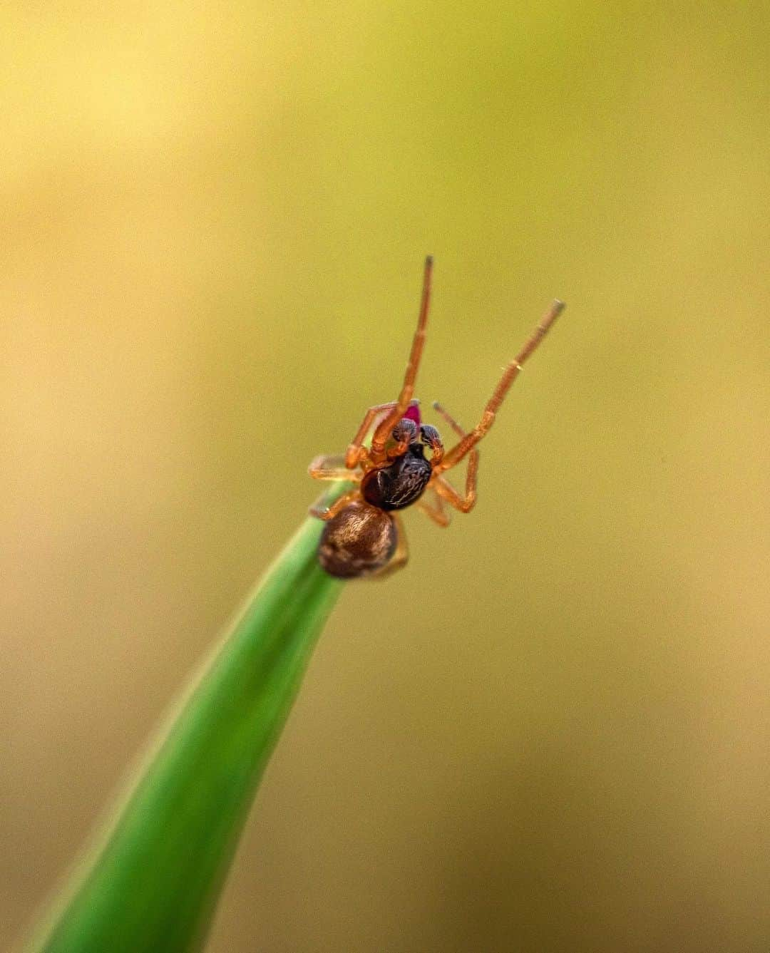 アンジー・ペインさんのインスタグラム写真 - (アンジー・ペインInstagram)「10x10 #3 / Grass & bugs emerge from hiding / Turns out the 10x10 project is a difficult one. It’s easy to choose a plot and start shooting, but it’s far more challenging to walk away with a collection of photos I’m genuinely happy with. On this day, I compounded the difficulty by forgetting to bring one of the lenses I love (my 100mm macro) and adding a new flash setup into the mix, leaving me with fewer familiar options to work with. But, on a positive note, the bugs came out! • • • #macro #macrophotography #10by10photoproject #10by10macro」5月5日 2時14分 - angelajpayne