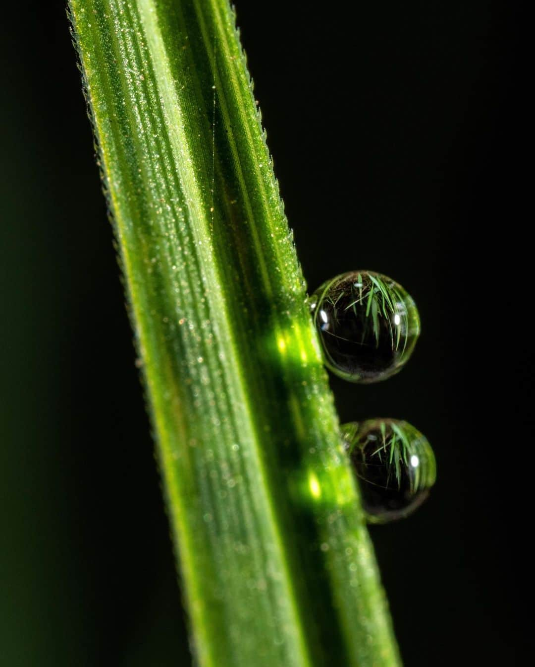 アンジー・ペインさんのインスタグラム写真 - (アンジー・ペインInstagram)「10x10 #3 / Grass & bugs emerge from hiding / Turns out the 10x10 project is a difficult one. It’s easy to choose a plot and start shooting, but it’s far more challenging to walk away with a collection of photos I’m genuinely happy with. On this day, I compounded the difficulty by forgetting to bring one of the lenses I love (my 100mm macro) and adding a new flash setup into the mix, leaving me with fewer familiar options to work with. But, on a positive note, the bugs came out! • • • #macro #macrophotography #10by10photoproject #10by10macro」5月5日 2時14分 - angelajpayne