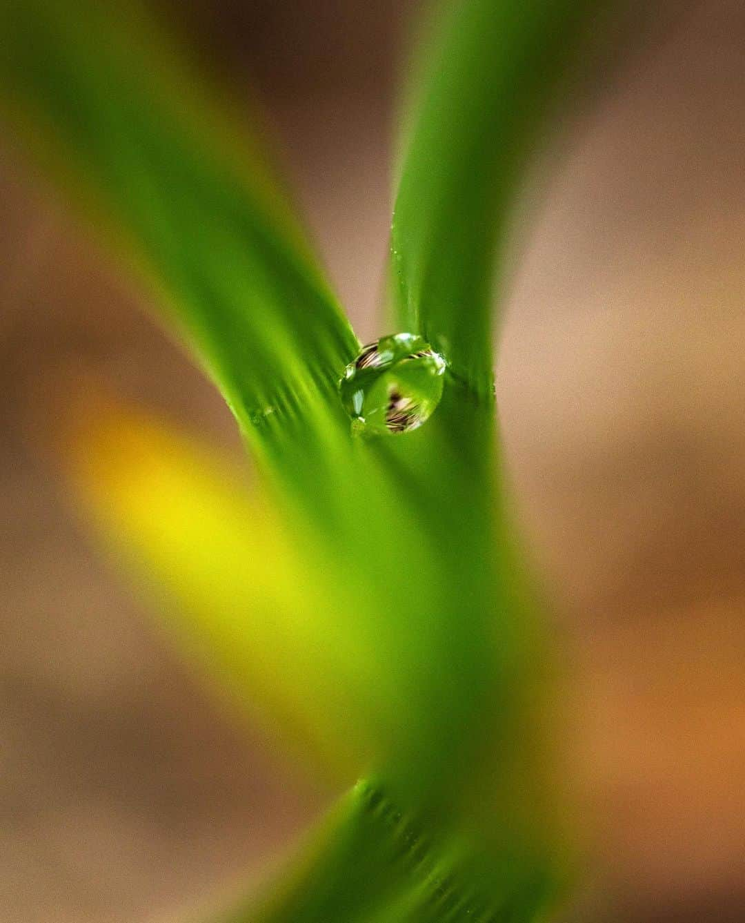 アンジー・ペインさんのインスタグラム写真 - (アンジー・ペインInstagram)「10x10 #3 / Grass & bugs emerge from hiding / Turns out the 10x10 project is a difficult one. It’s easy to choose a plot and start shooting, but it’s far more challenging to walk away with a collection of photos I’m genuinely happy with. On this day, I compounded the difficulty by forgetting to bring one of the lenses I love (my 100mm macro) and adding a new flash setup into the mix, leaving me with fewer familiar options to work with. But, on a positive note, the bugs came out! • • • #macro #macrophotography #10by10photoproject #10by10macro」5月5日 2時14分 - angelajpayne