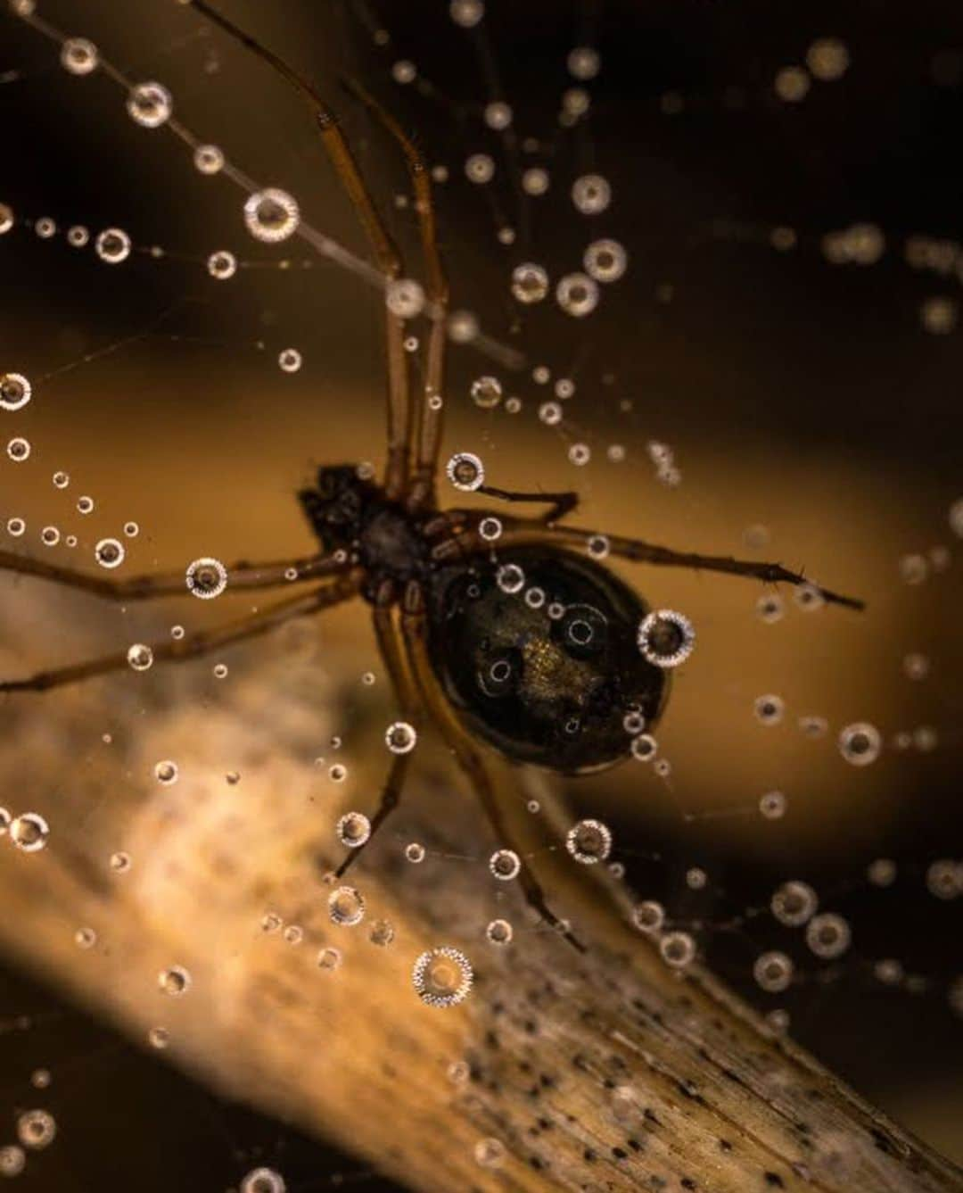 アンジー・ペインさんのインスタグラム写真 - (アンジー・ペインInstagram)「10x10 #3 / Grass & bugs emerge from hiding / Turns out the 10x10 project is a difficult one. It’s easy to choose a plot and start shooting, but it’s far more challenging to walk away with a collection of photos I’m genuinely happy with. On this day, I compounded the difficulty by forgetting to bring one of the lenses I love (my 100mm macro) and adding a new flash setup into the mix, leaving me with fewer familiar options to work with. But, on a positive note, the bugs came out! • • • #macro #macrophotography #10by10photoproject #10by10macro」5月5日 2時14分 - angelajpayne